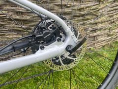 Marin bobcat trail 4