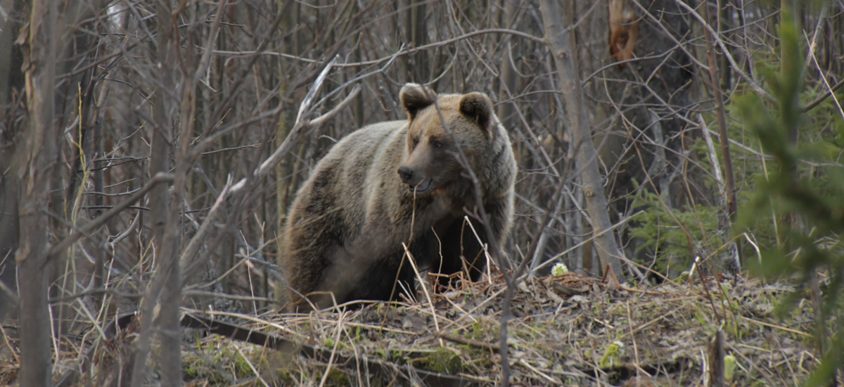 Pozv&aacute;nka: Predn&aacute;&scaron;ka &ndash; vymeň strach za vedomosti a porozumej pr&iacute;rode 